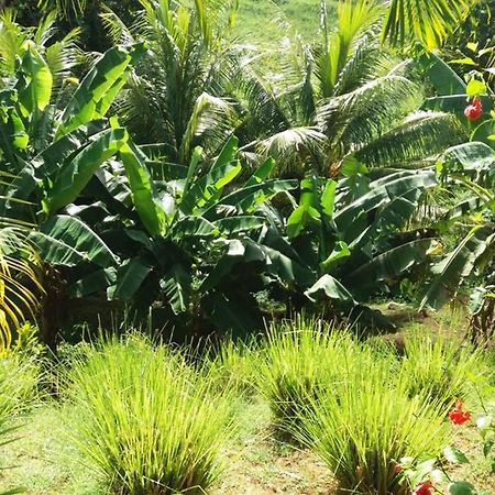 Les Orchidees Daire Petit-Bourg Dış mekan fotoğraf