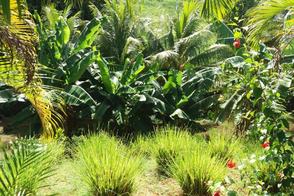 Les Orchidees Daire Petit-Bourg Dış mekan fotoğraf